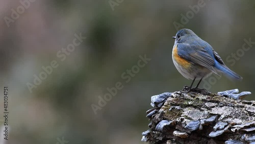 A blue and beautiful lapis lazuli wild bird
