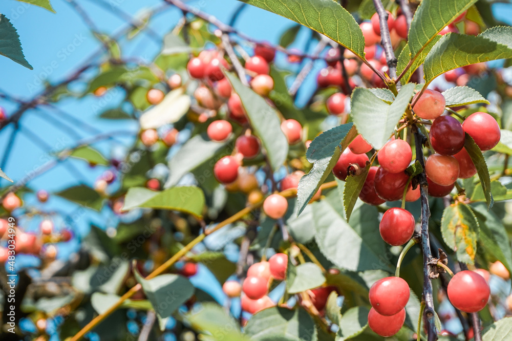 Bunch of ripe cherries in orchard - close-up photograph Bunch of ripe cherries in orchard - close-up photograph
