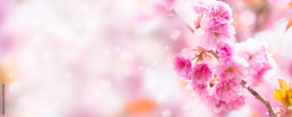 closeup of a beautiful flowering cherry tree branch on abstract blurred background in sunhine idyll, floral springtime background concept with copy space closeup of a beautiful flowering cherry tree branch on abstract blurred background in sunhine idyll, floral springtime background concept with copy space