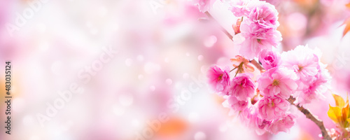 closeup of a beautiful flowering cherry tree branch on abstract blurred background in sunhine idyll, floral springtime background concept with copy space © winyu