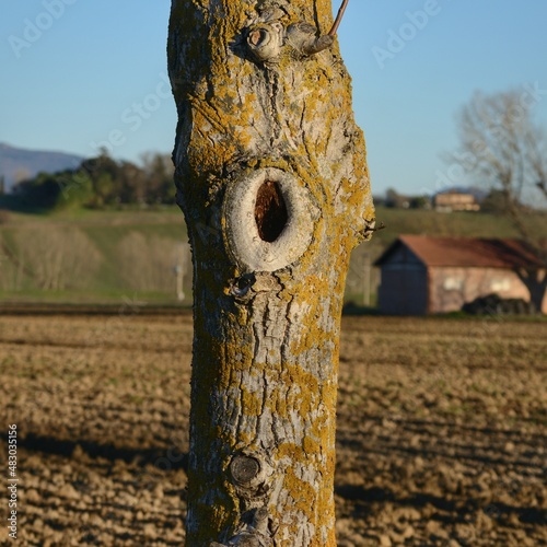 tree trunk covered of yellow lichen spots against a rural background 