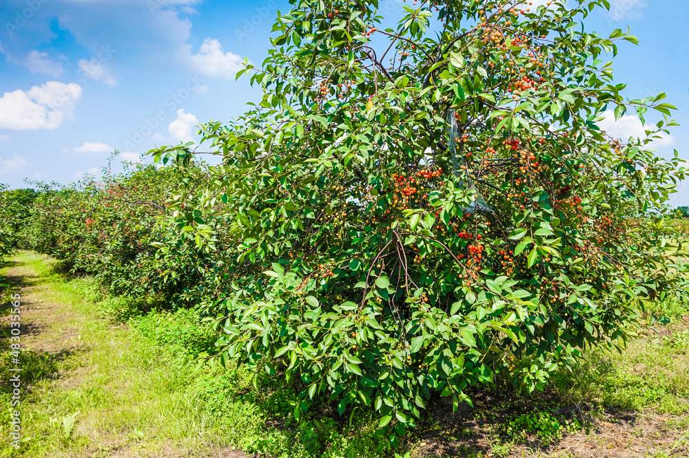 Fototapeta premium Ripe cherries on trees in cherry orchard