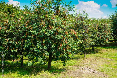 Ripe cherries on trees in cherry orchard