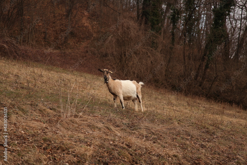 white sheep in the field nature autunn white sheep in the field nature autunn