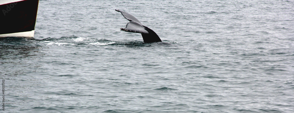 Fototapeta premium baleine devant le bateau