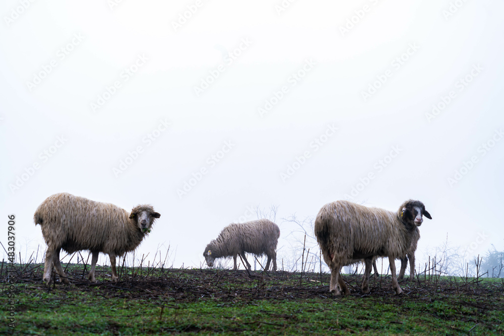 sheep grazing and loose in the fields and meadows of the Canary Islands natural landscape with fog and cold and rainy weather with green pastures and beautiful colors of native vegetation sheep grazing and loose in the fields and meadows of the Canary Islands natural landscape with fog and cold and rainy weather with green pastures and beautiful colors of native vegetation