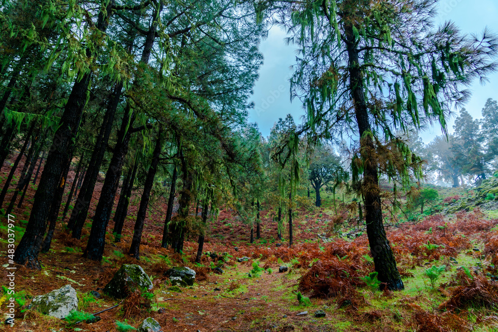 landscape, pine forest of the Canary Islands with humid weather mist rain all green from the recent rains as well as beautiful colors from the fallen leaves and the mosgu that grows on the stones shin landscape, pine forest of the Canary Islands with humid weather mist rain all green from the recent rains as well as beautiful colors from the fallen leaves and the mosgu that grows on the stones shin