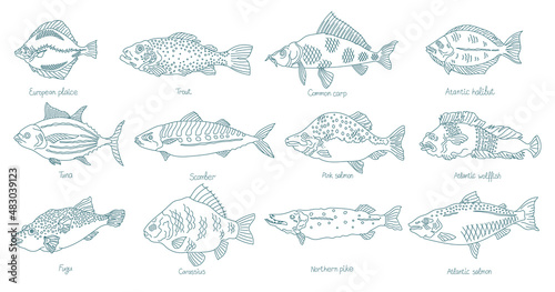 Fish set. Different types. Collection of marine animals. Hand-drawn vector contour line. Open paths. Editable stroke.