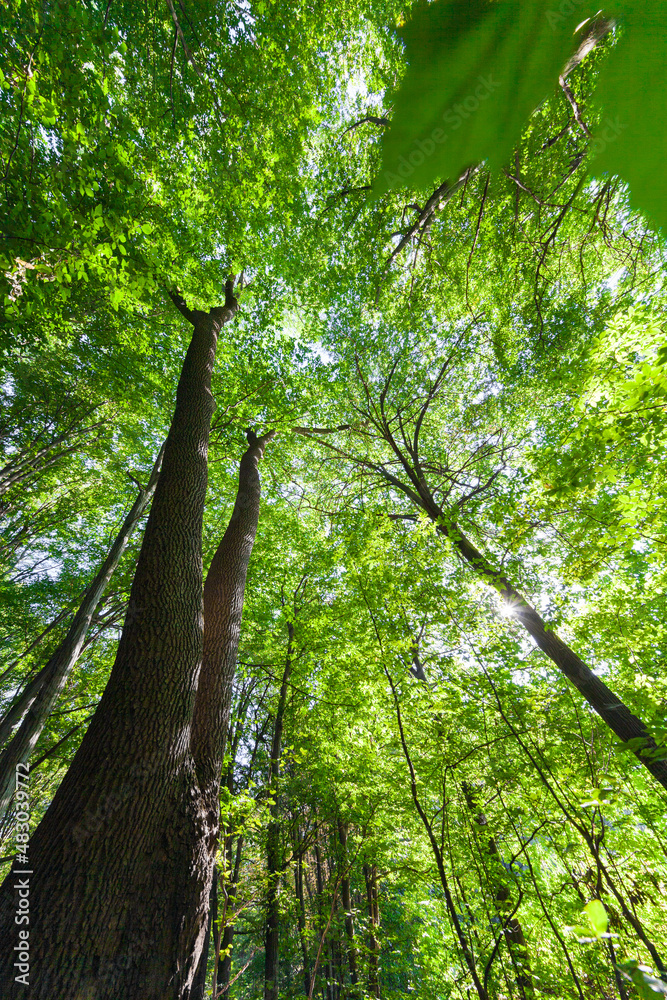 Naklejka premium spring forest trees. nature green wood sunlight backgrounds