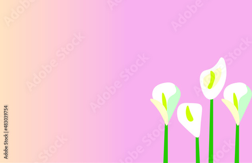 Calla lily flowers on pink color background.