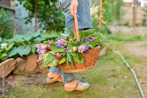 Basket with spring garden flowers in the hands of woman