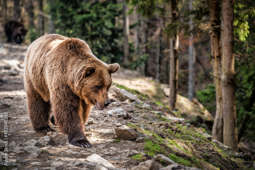 A brown bear in the forest. Big Brown Bear. Bear walks in the forest