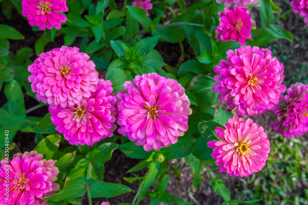 Big closeup beautiful Common zinnia flowers in garden with morning light Big closeup beautiful Common zinnia flowers in garden with morning light