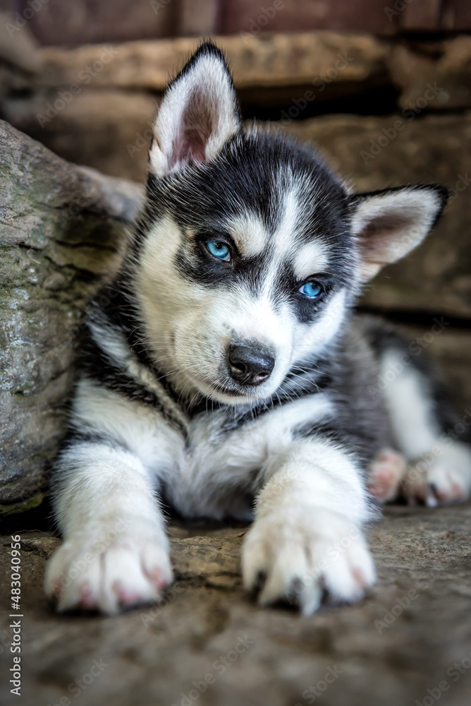 cute blue-eyed husky puppy