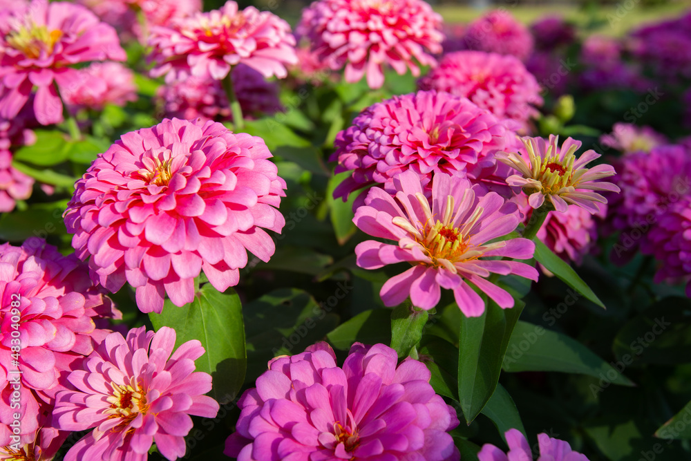 Big closeup beautiful Common zinnia flowers in garden with morning light Big closeup beautiful Common zinnia flowers in garden with morning light