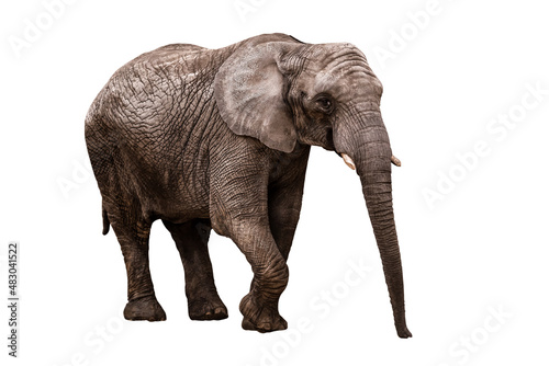 life mature elephant on white