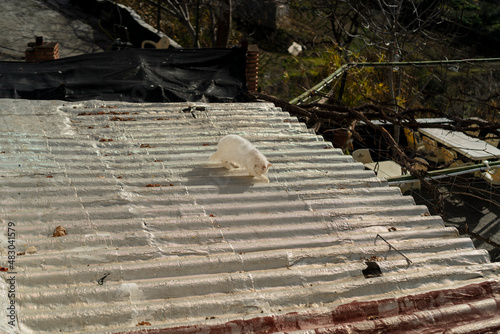 Gato blanco encima de tejado ronroneando y jugando
