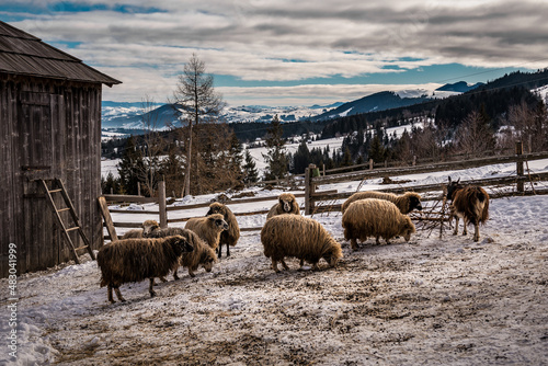 sheep on the snow in winter mountains