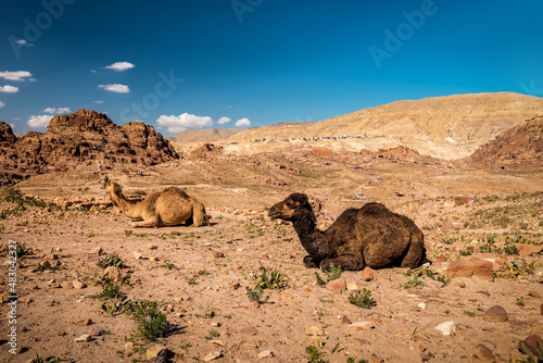 Two camels dromedary resting on the sand