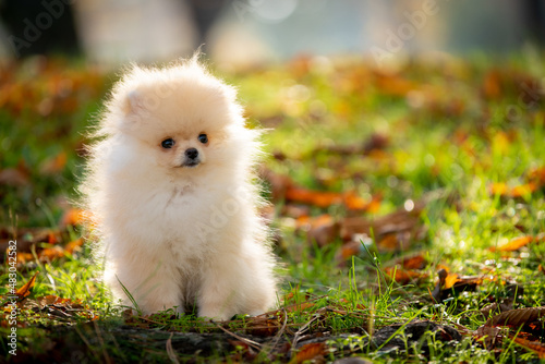 pomeranian puppy in the grass