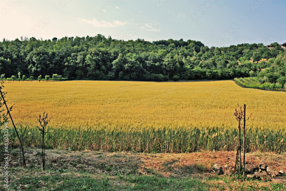 vineyard in region country