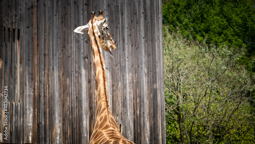 Girafe de dos devant un mur en bois