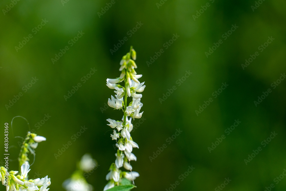 grass and plants grass and plants