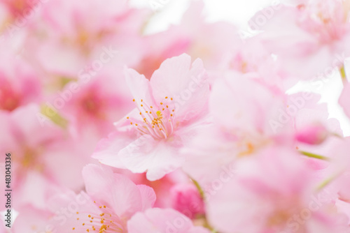 満開の河津桜