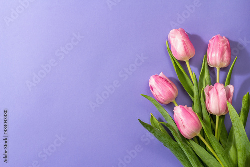 Fresh flower composition, a bouquet of pink tulips, isolated on a trendy very peri color background