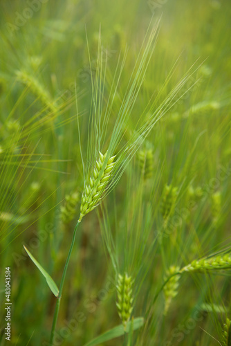 Single green barley ear growing in agricultural field, rural landscape. Green unripe cereals. Agriculture, healthy eating, organic food concepts. Close-up