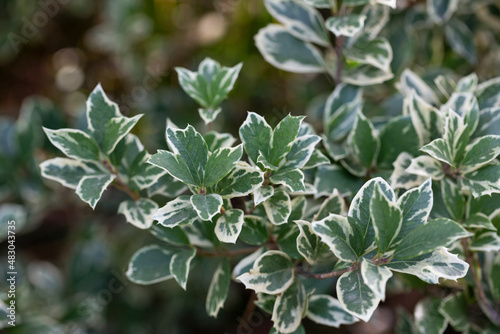 Wintercreeper Emerald Gaiety - Latin name - Euonymus fortunei Emerald Gaiety photo