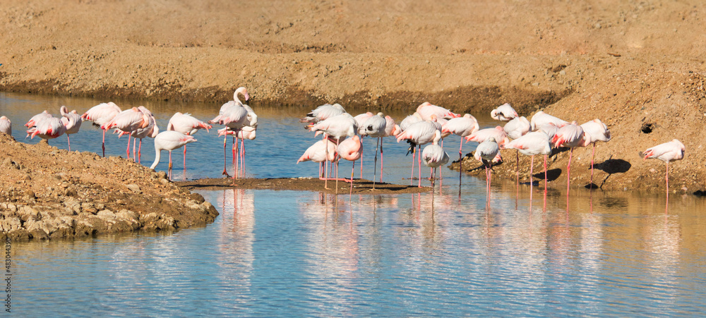 Fototapeta premium A large group of flamingoes wading in a river stream