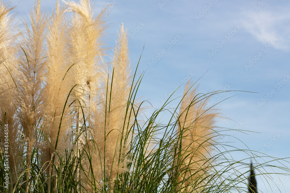 Pampas grass in the sky, Abstract natural background of soft plants Cortaderia selloana moving in the wind. Pampas grass in the sky, Abstract natural background of soft plants Cortaderia selloana moving in the wind.