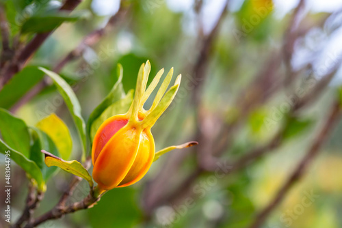 Fruits of cape jasmine on the tree Orange fruits on green branches of gardenia jasmine