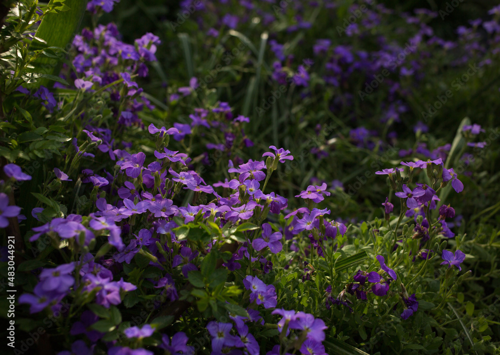 small purple lilac flowers in a flower bed. Freshness, beauty of nature, tenderness, romance. natural summer floral background. Color of the year 2022 very peri small purple lilac flowers in a flower bed. Freshness, beauty of nature, tenderness, romance. natural summer floral background. Color of the year 2022 very peri