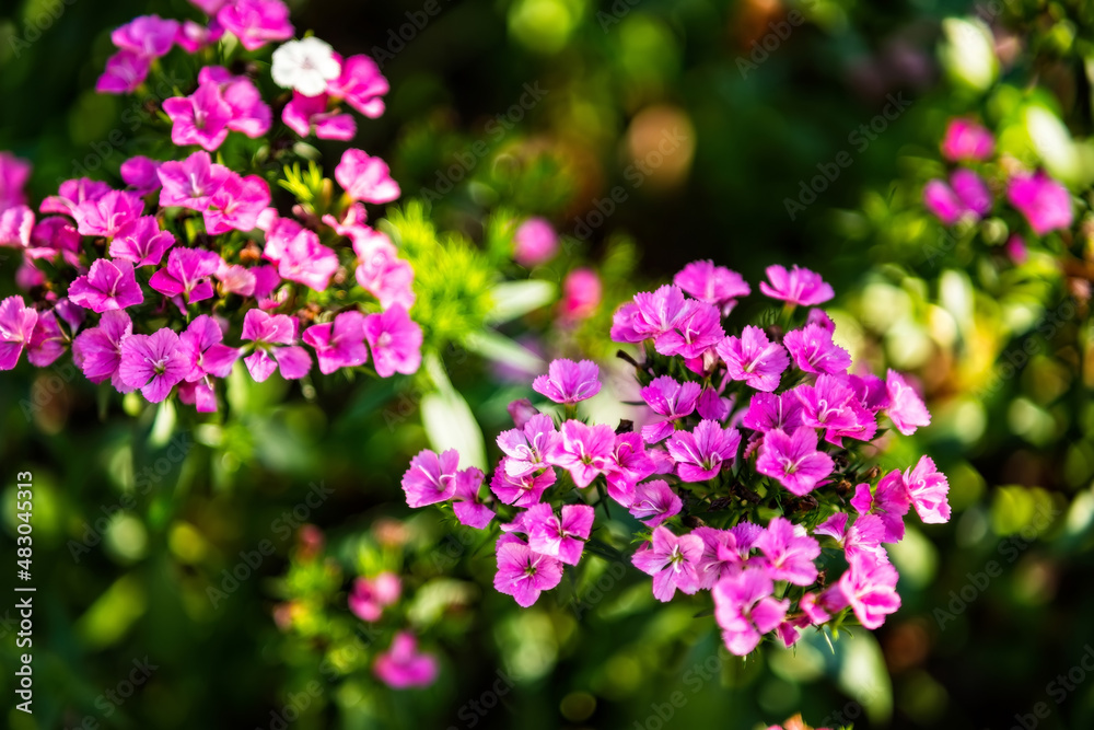 Beautiful Background of blooming colorful flower in the garden. Beautiful Background of blooming colorful flower in the garden.