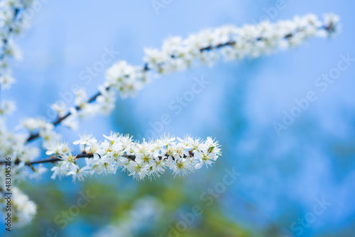 white flowers of blooming sakura branch in spring