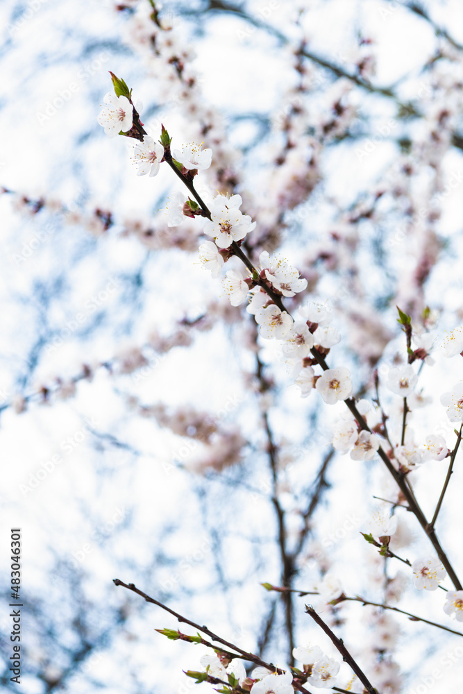 Tree branches blossoming with spring flowers on natural blurred background, sakura blossom