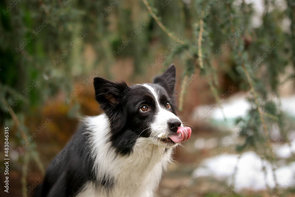 Cute Border Collie with Tongue out Outside. Adorable Black and White Dog Licks its Muzzle in the Garden.