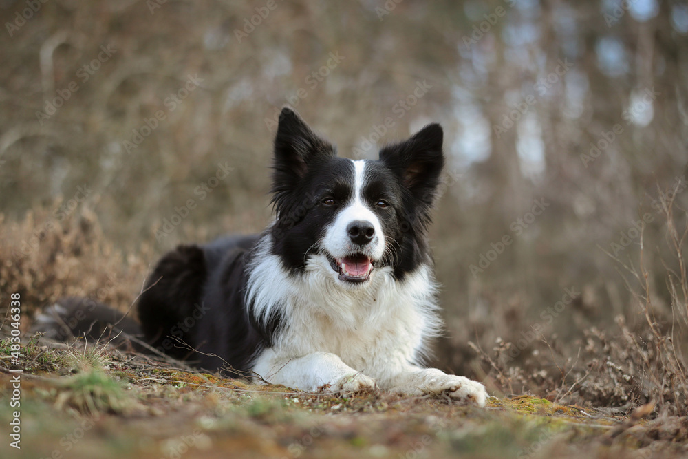 Smiling Border Collie Lies Down on Ground in the Nature. Happy Black and White Dog Outdoors.
