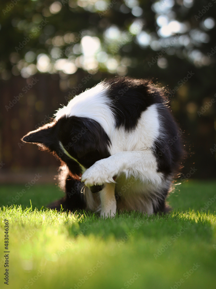 Naklejka premium Cute Border Collie Hiding with Paw in the Summer Garden. Adorable Black and White Dog does Trick Outside.