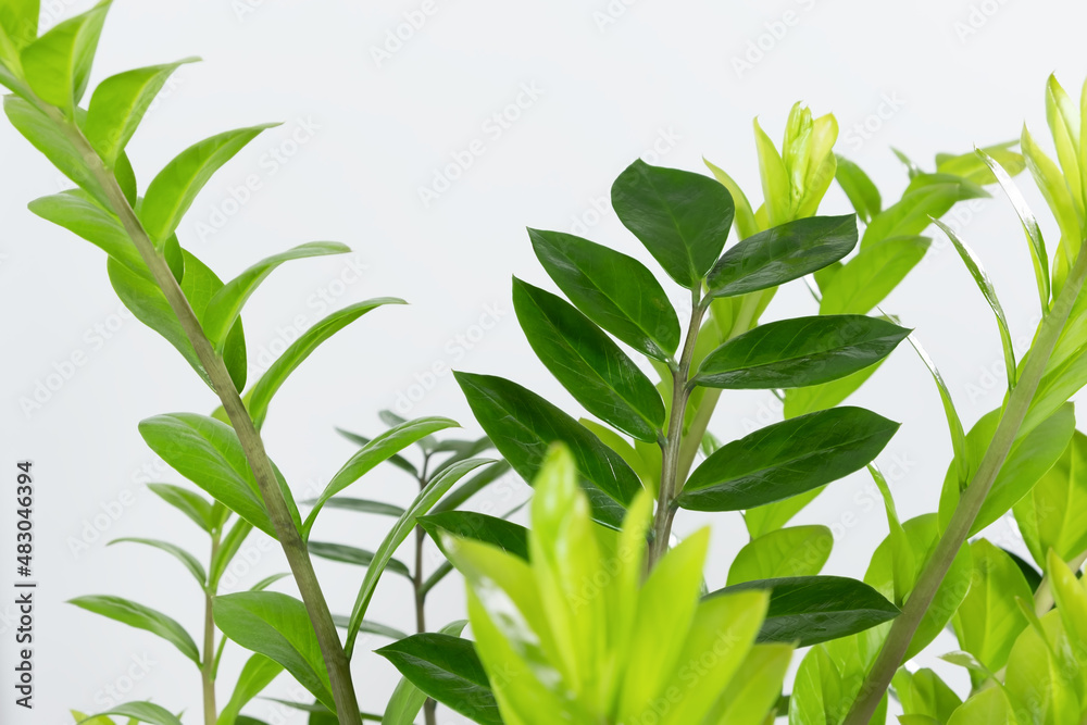 Fototapeta premium Beautiful home plant Zamioculcas Zamiifolia on a light background. Leaves of a modern indoor plant Zamioculcas close-up. Selective focus
