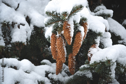 Cones on a spruce branch covered with snow. Decoration for the new year and christmas.