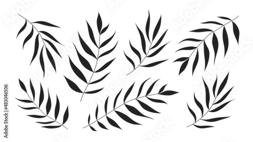 Black palm leaves isoted on white background. Black silhouette vector illustration. © RDVector