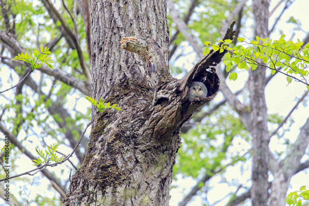 Obraz premium 【北海道】エゾフクロウの雛