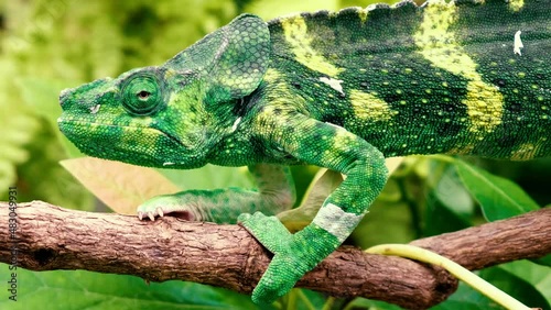 Spectacular panther chameleon (Furcifer pardalis) rests placidly on a branch while waiting to hunt insects in the wild photo