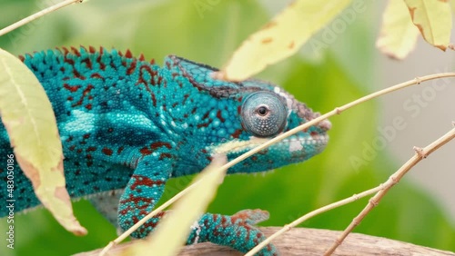 Spectacular panther chameleon (Furcifer pardalis) rests placidly on a branch while waiting to hunt insects in the wild photo
