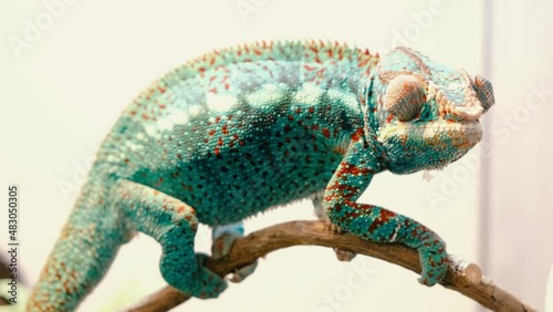 Spectacular panther chameleon (Furcifer pardalis) rests placidly on a branch while waiting to hunt insects in the wild