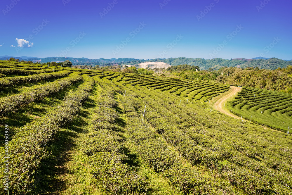Chiang Rai Thailand, rows of tea plants following contours of hill on plantation
