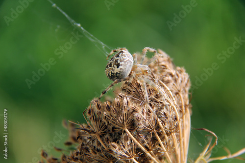 une araignée au piège